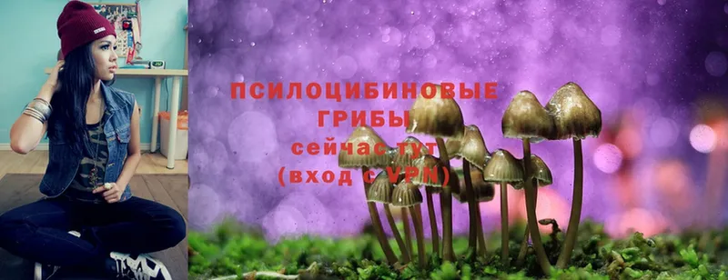 Галлюциногенные грибы Psilocybe  Солнечногорск 